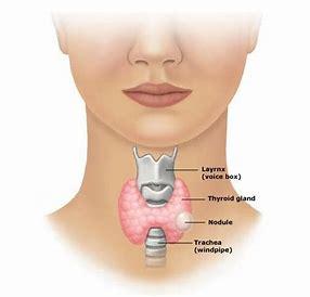 Et si c’était votre thyroïde ??